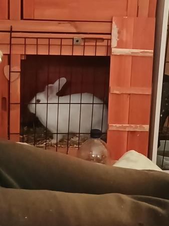 Image 1 of 11 month old white female rabbit