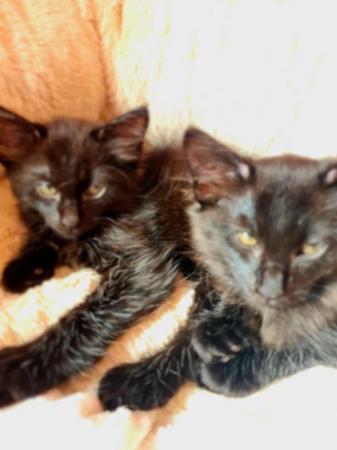 Image 12 of 2 BLUE POINT CROSS SIAMESE KITTENS (COCA-COLA BLACK)