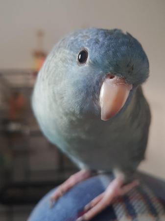 Image 6 of Most loving linolated parakeet for adoption