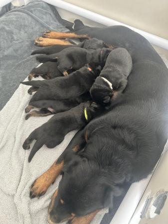 Image 4 of Gorgeous Rottweiler Pups not to be missed