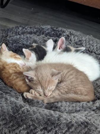 Image 2 of Just 1 kitten left now - 3 have found their forever homes