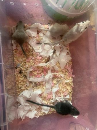 Image 5 of 8 week old mixed colour gerbils