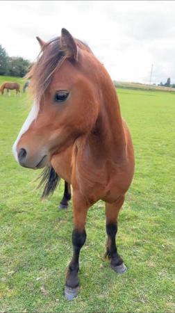 Image 3 of 3 year old Welsh Mountain Pony looking for new home