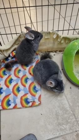 Image 6 of Chinchillas 2 bonded males Violet and Standard Grey