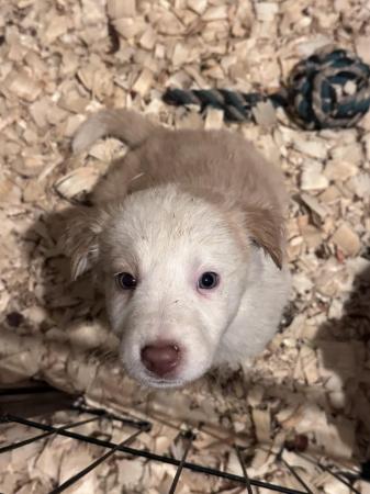 Image 6 of Gold and White Border Collie Puppies