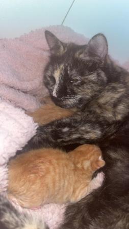 Image 9 of Fluffy ginger kittens and 1 black and white