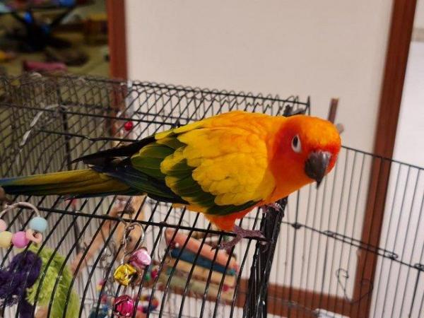 Image 7 of Sun Conure Parakeet Parrot Pet (4 years old)