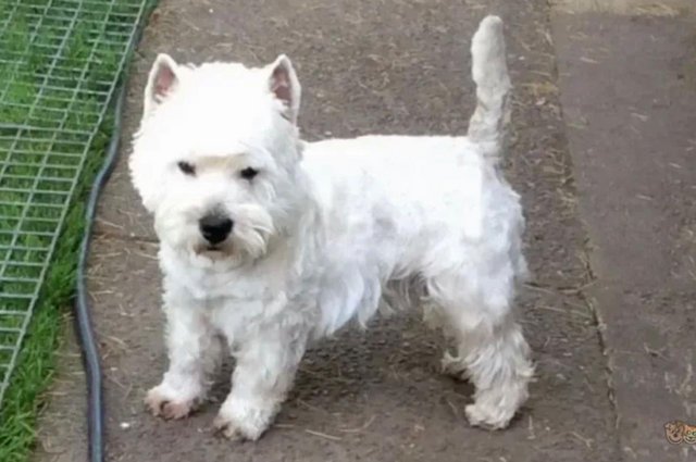 Image 3 of Ready NOW West highland white terrier KC reg