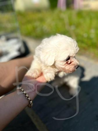 Image 3 of 2 boy Maltese pups for sale