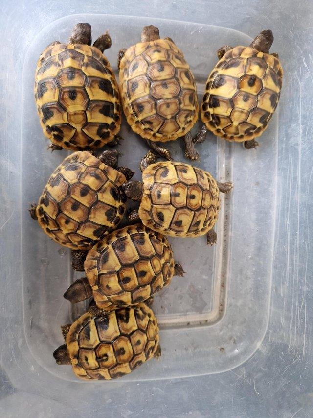 Preview of the first image of Hermanns baby tortoises,stunning markings )Hatched May 2022.