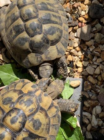 Image 4 of Hermann and Horsfield tortoises for sale