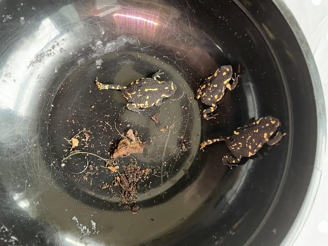 Preview of the first image of Bumblebee toads (Melanophryniscus stelzneri).