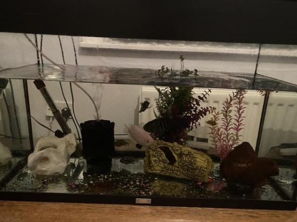 Image 2 of Long shallow tank 100L and 120 L tank with v fish