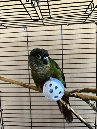 Image 3 of 9 month Old hand reared conure and cage