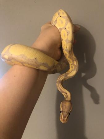 Image 4 of 5 year old male banana ball python and whole set up and food