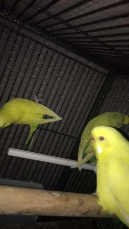 Image 3 of Budgies for rehoming 7/8 birds