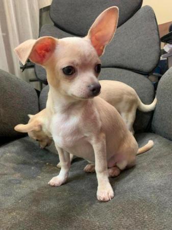 Image 2 of adorable chihuahua puppy for sale