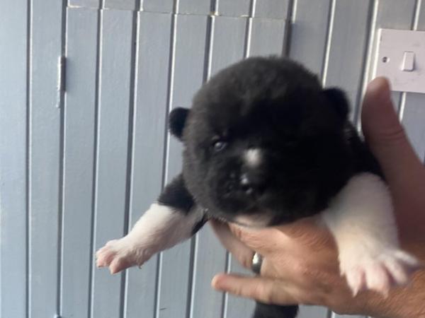 Image 7 of akita puppies 10 in litter