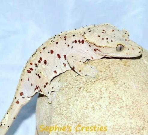Image 4 of Male Super Dalmatian Crested Gecko