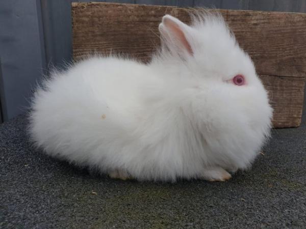 Image 1 of 8 weeks old Female Rabbit white (still available)