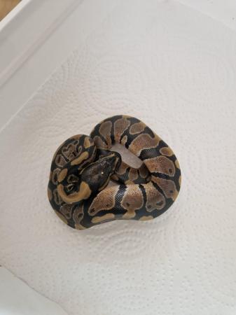 Image 5 of Baby royal pythons snakes