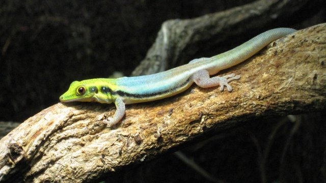 Image 2 of Phelsuma Klemmeri - Neon Day Geckos