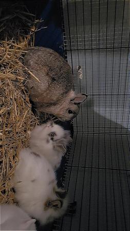 Image 4 of 8 week old rabbits, netherland dwarf × lionheads