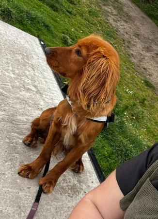 Image 1 of 1 year Old Cocker Spaniel Looking for a 10* home
