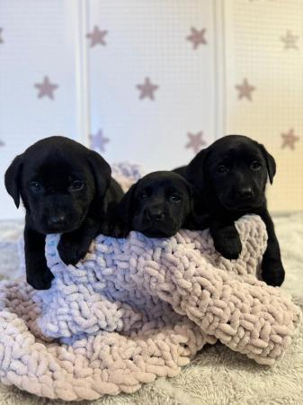 Image 12 of !!READY NOW!! KC Labrador puppies