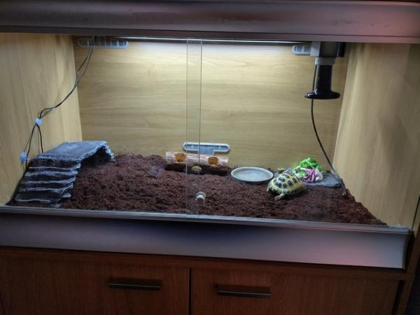 Image 2 of Horsfield tortoise with Viv and stand cupboard
