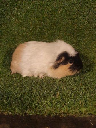 Image 23 of Guinea pigs males and females