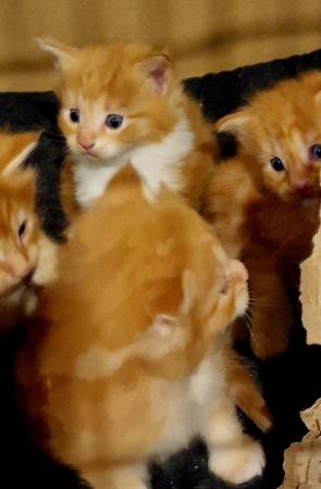 Image 7 of Maine Coon Kittens ONE GIRL LEFT!