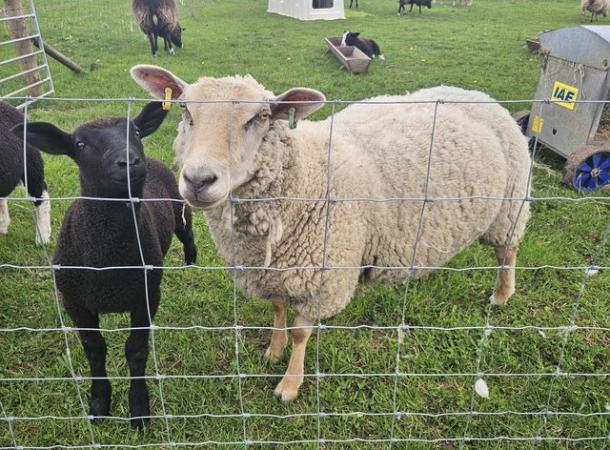 Image 2 of Commercial Type Ewe with lamb at foot