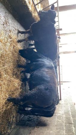 Image 2 of Angus x Dexter heifers for sale