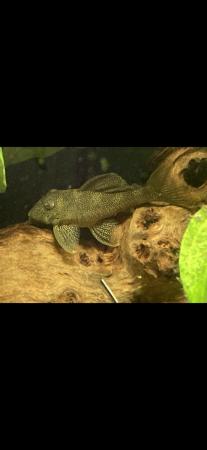 Image 2 of L262 spotted Pleco. Adult Female. £40