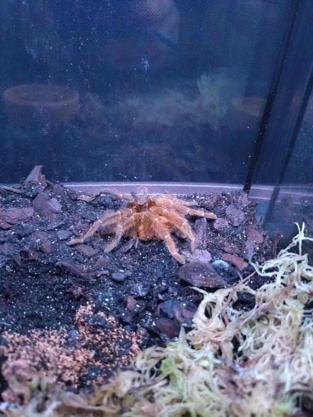 Preview of the first image of Salmon pink, black earth tiger tarantulas.