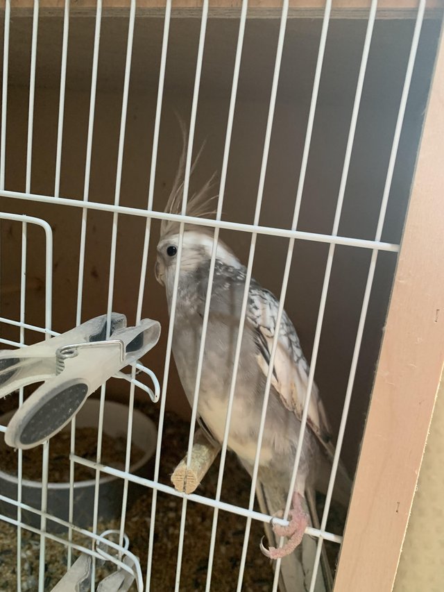 Preview of the first image of Male cockatiel please read.