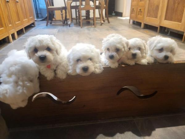 Image 1 of Gorgeous KC registered, health tested, Bichon Frise pups