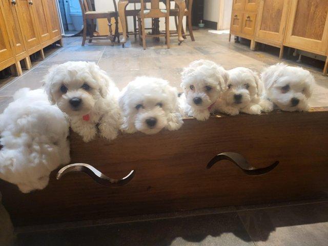 Preview of the first image of Gorgeous KC registered, health tested, Bichon Frise pups.