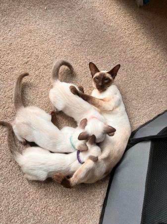 Image 5 of Siamese Kittens - GCCF registered, reservation available!