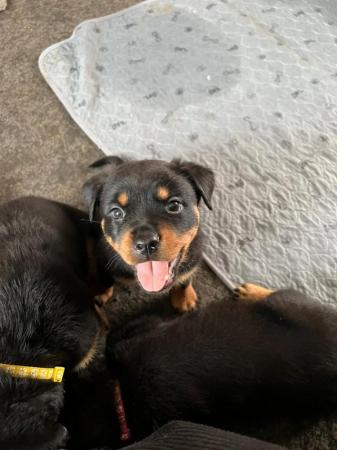 Image 6 of Beautiful Rottweiler puppies for Sale