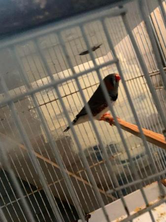 Image 2 of ZEBRA FINCHES, different colours pairs