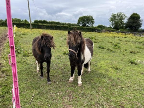 Image 2 of Beautiful Shetland mare and yearling filly foal for sale