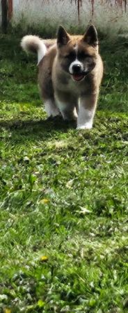 Image 6 of 1 male American inu akita puppy left for sale