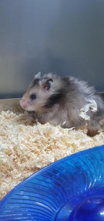 Image 3 of Syrian & Dwarf Hamsters available for sale