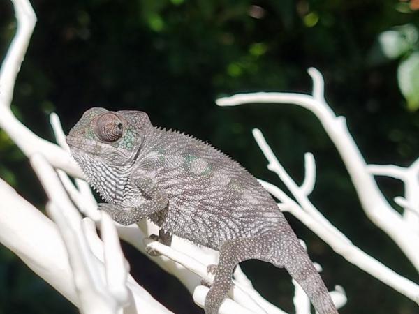 Image 5 of Boraha panther chameleon for sale