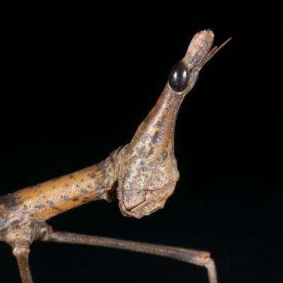 Image 5 of Horsehead Grasshopper 6x Nymphs (like Stick Insect)