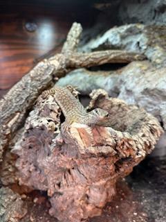 Image 6 of Male Ackie monitor for sale