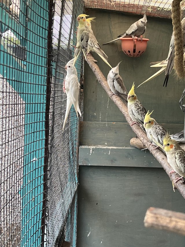 Young cockatiels looking for new homes, aviary bred. — photo 4 of 4