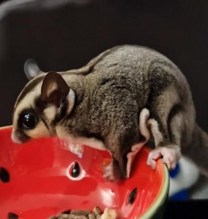 Image 4 of 15 month old Male Sugar Glider